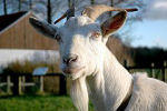Kinderboerderij