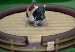rodeostier